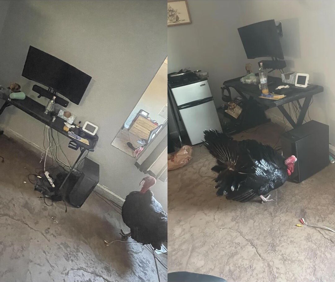Server setup